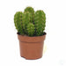 Echino Cactus plant - Kadiyam Nursery