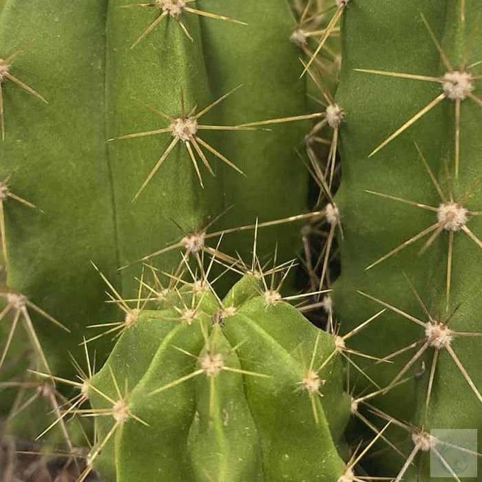 Echino Cactus plant - Kadiyam Nursery