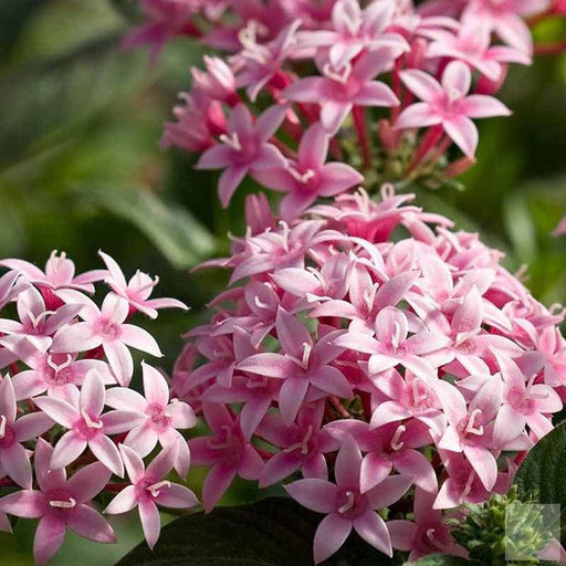 Egyptian star cluster plant - Kadiyam Nursery