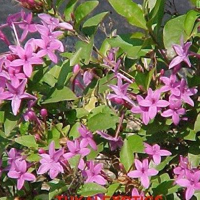 Eranthemum laxiflorum,Eranthemum Flowering, Kodia Purple - Kadiyam Nursery