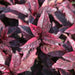 Eranthemum purpureumKodia, Purple Leaves - Kadiyam Nursery