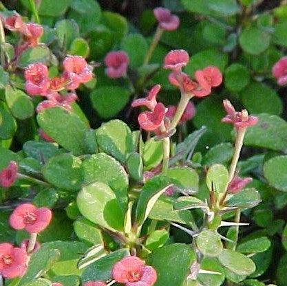 Euphorbia milli micro mini,Crown Of Thorns Micro Mini - Kadiyam Nursery