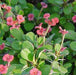 Euphorbia milli micro mini,Crown Of Thorns Micro Mini - Kadiyam Nursery