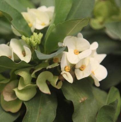 Euphorbia milli thai hybrid bridal white,Euphorbia Milli Hybrid White - Kadiyam Nursery