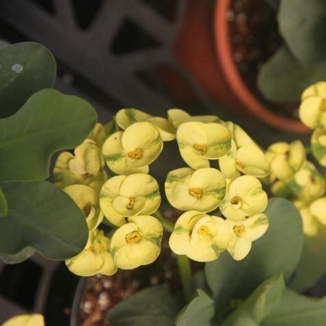 Euphorbia milli thai hybrid ekvilai,Euphorbia Milli Hybrid Ekvilai - Kadiyam Nursery