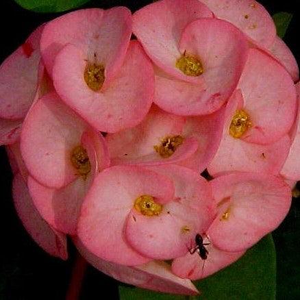 Euphorbia milli thai hybrid fresh pink - Kadiyam Nursery