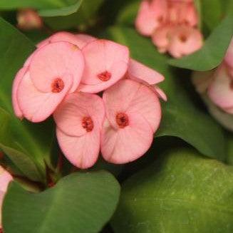 Euphorbia milli thai hybrid jewel,Euphorbia Thai Hybrid Jewel - Kadiyam Nursery