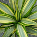 False Agave(Furcraea foetida) plant - Kadiyam Nursery
