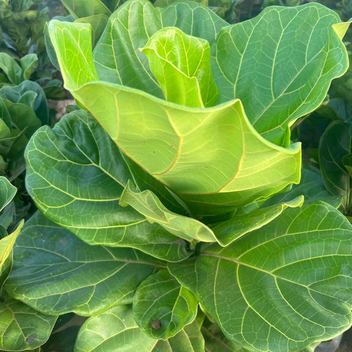 fiddle leaf fig for sale near Rajamahendravaram AndhraPradesh