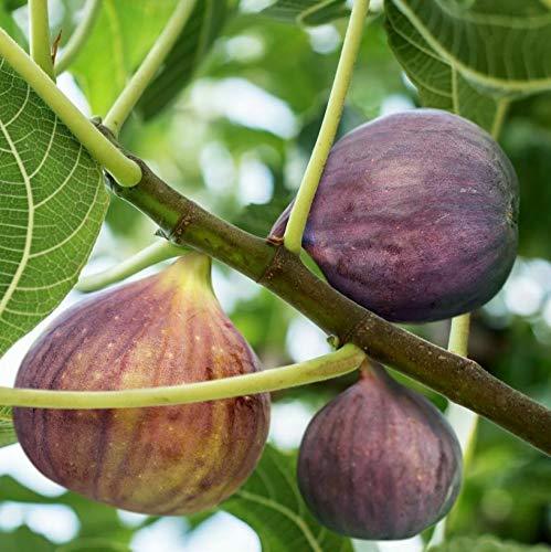Fig Fruit Dwarf Plant ficus carica Turkey Brown 1 Helathy Live Layering Plant - Kadiyam Nursery