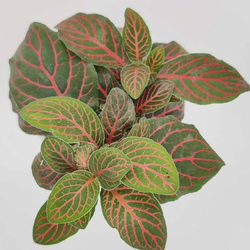 Fittonia Albivenis Skeleton plant - Kadiyam Nursery