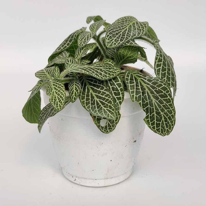 Fittonia White  Anne Star Plant (Hybrid, Pack of 1) - Kadiyam Nursery