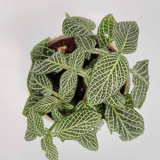 Fittonia White  Anne Star Plant (Hybrid, Pack of 1) - Kadiyam Nursery