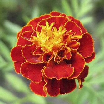 French Marigold Scarlet Red(Tegetes Nana Petula) seeds (pack of 100 seed) - Kadiyam Nursery