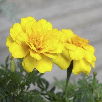 French Marigold Yellow(Tagetes Nana Petula) seeds (pack of 5000seeds) - Kadiyam Nursery