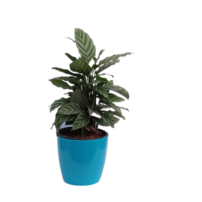 Goeppertia Louisae indoor plant - Kadiyam Nursery