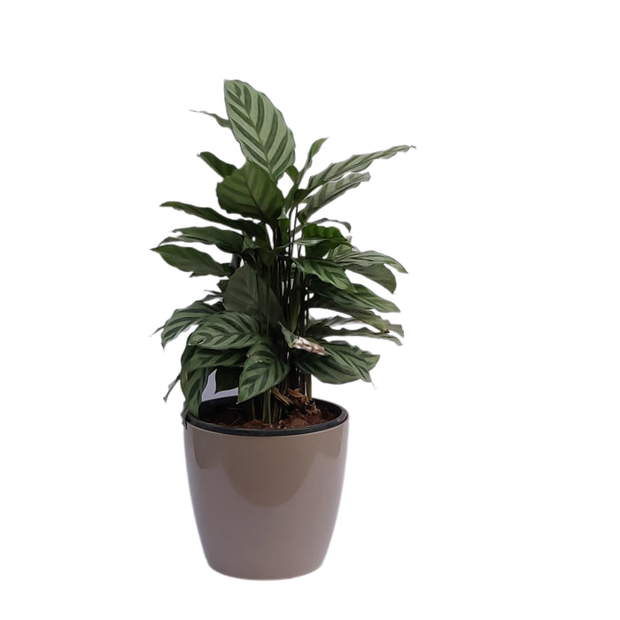 Goeppertia Louisae indoor plant - Kadiyam Nursery