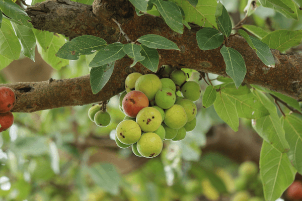 Goolar, Umber - Plant - Kadiyam Nursery