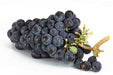 Grapes Live Plant - Rare Exotic Grape Vitis Vinifera" Black Seedless" Plant ( 1 Healthy Live Plant) - Kadiyam Nursery