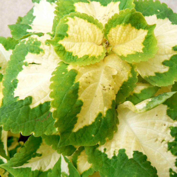 Green Coleus Ornamental Plant With Pot ,Coleus Green White plant - Kadiyam Nursery