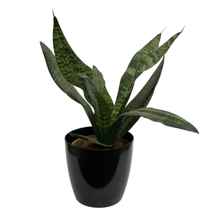 Green Sansevieria trifasciata, Snake Plant (var. laurentii) - Plant - Kadiyam Nursery