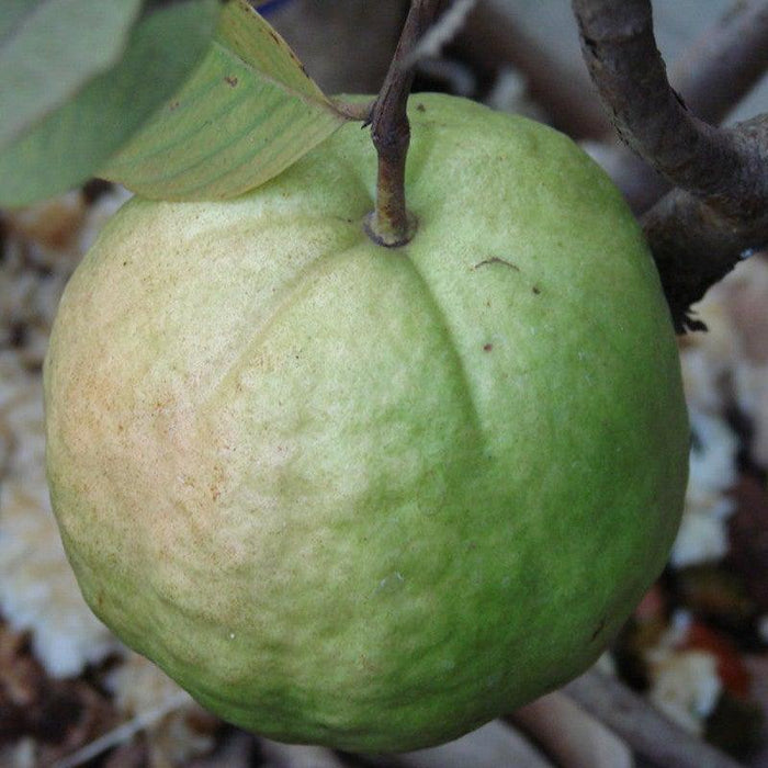 Guava KG Big size Amrood Variety Fruit (Air layered/Grafted) Live Plants - Kadiyam Nursery