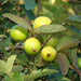 Guava " Taiwan White " Hybrid Variety 1 Live Plant - Kadiyam Nursery