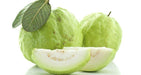 Guava " Taiwan White " Hybrid Variety 1 Live Plant - Kadiyam Nursery