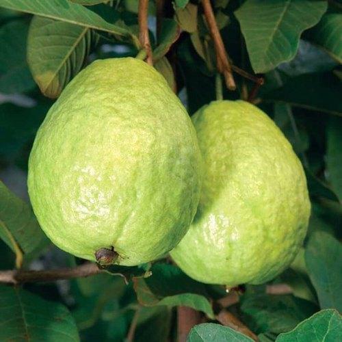Guava/Amrud Sardar L49 Fruit Plant - Healthy Live Plant Outdoor Plant - Kadiyam Nursery