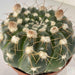 Gymnocalysium Cactus - Kadiyam Nursery