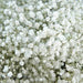 Gypsophila White NM (pack of 25g) - Kadiyam Nursery