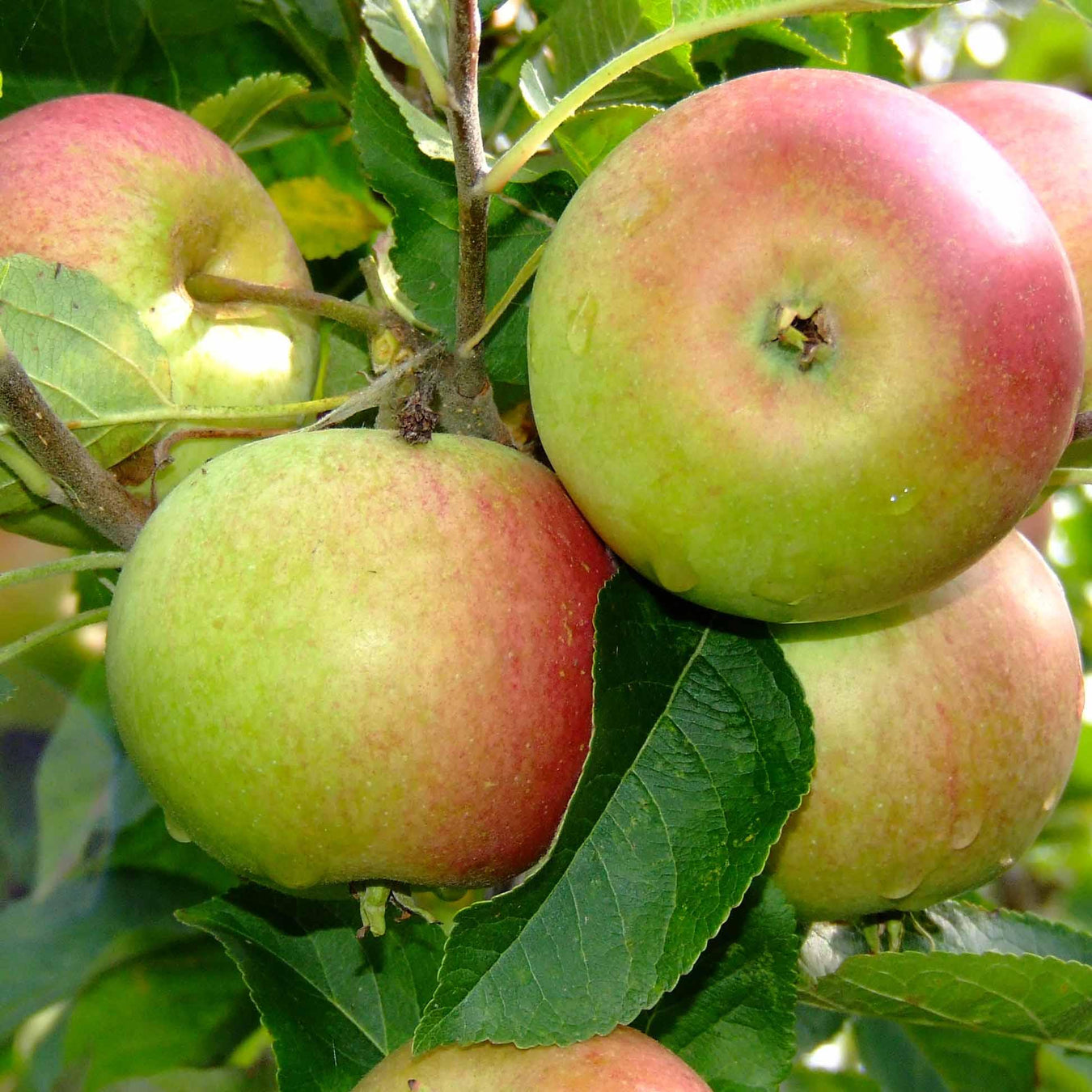 Rosaceae or Apple family