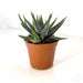 Haworthia Dwarf Aloe - Kadiyam Nursery