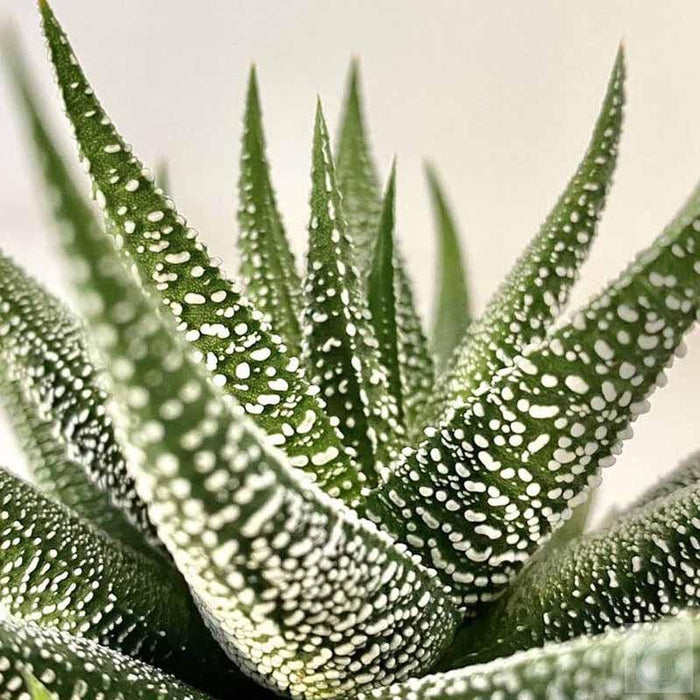 Haworthia Dwarf Aloe - Kadiyam Nursery