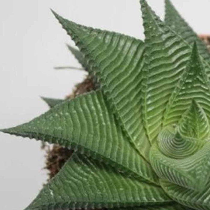 Haworthia Limifolia plants - Kadiyam Nursery