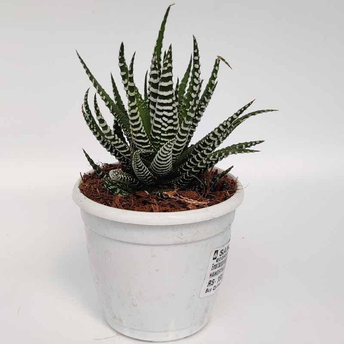 Haworthiopsis fasciata (zebra plant) - Kadiyam Nursery