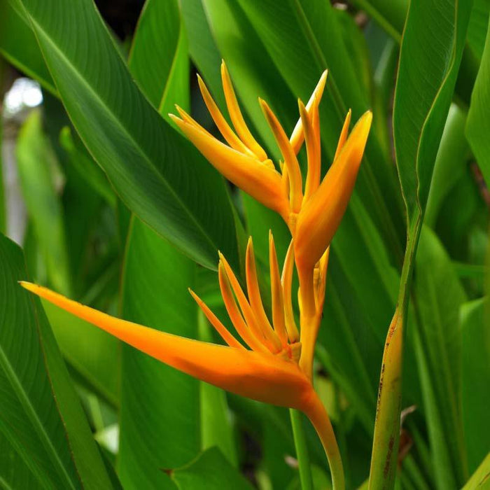 Heliconia Psittacorum, Heliconia Lady Diana (Orange) - Plant - Kadiyam Nursery