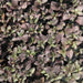 Hemigraphis colorata exotica,Hemigraphis, Purple Waffle Plant - Kadiyam Nursery