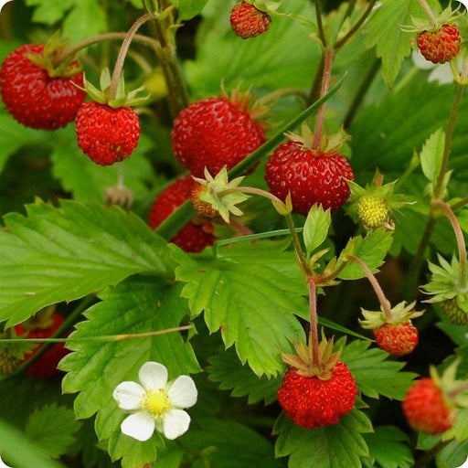 Herb Alpine Strawberry-NM (pack of 1000seeds) - Kadiyam Nursery