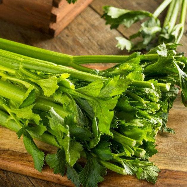 Herb Celery-NM - Kadiyam Nursery