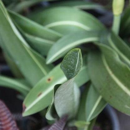 Hippeastrum reticulatum striatifolium,Striped Leaf Amaryallis Lily - Kadiyam Nursery