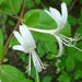 Honeysuckle (White) - Lonicera Plant Live Plant - Kadiyam Nursery