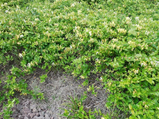 Honeysuckle (White) - Lonicera Plant Live Plant - Kadiyam Nursery