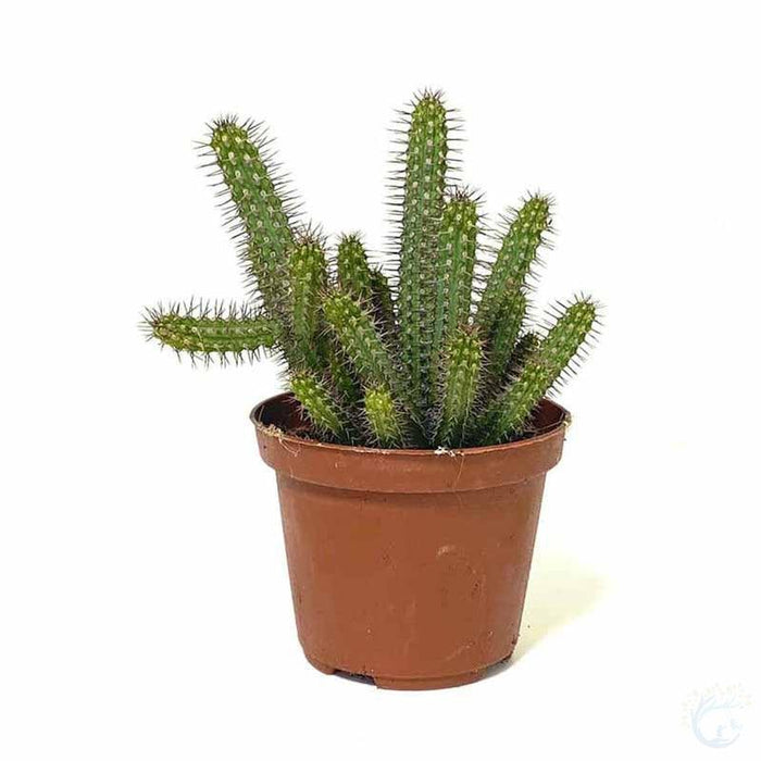 Buy Authentic Hoodia Cactus Plant - Boost Your Weight Loss Journey Tod ...