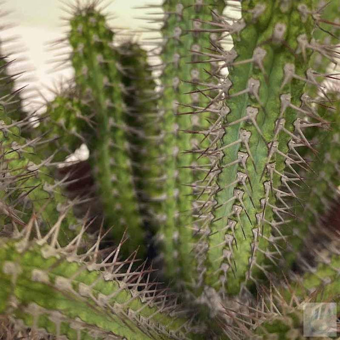 Hoodia Cactus - Kadiyam Nursery