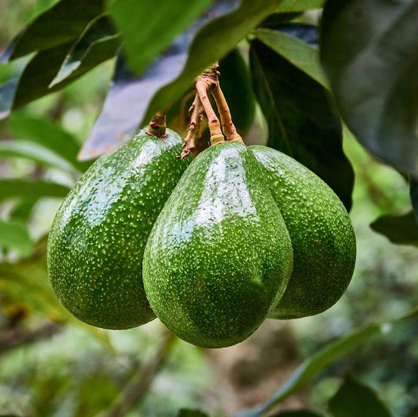 Grow Your Own Delicious Avocados with Our Hybrid Hass Variety Grafted ...