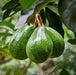 Hybrid Hass Variety Avocado Grafted Live Plant - Kadiyam Nursery