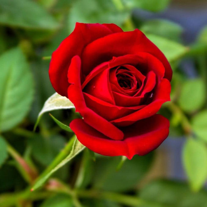 Hybrid Red Rose Flower Plant (Live Plant. Variety Roses) 1- Live Plant —  Kadiyam Nursery