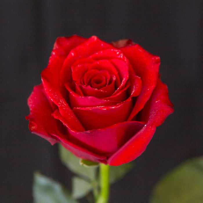 Hybrid Red Rose Flower Plant (Live Plant. Variety Roses) 1- Live Plant —  Kadiyam Nursery