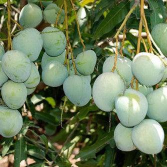 Imam Pasand " Mango Hybrid 1 Healthy Live Plant ( Grafted Plant) - Kadiyam Nursery